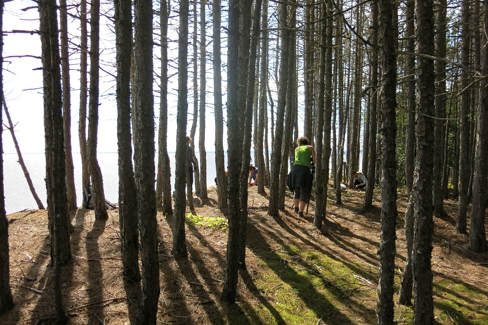 Archéologues qui travaillent au travers d'arbres