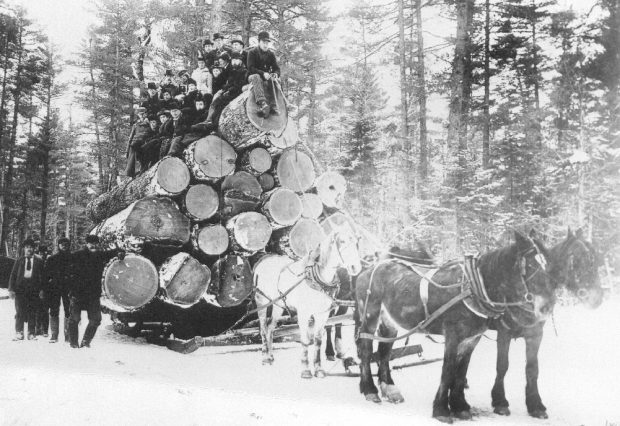 Quatre chevaux tirent un chargement d'immenses troncs d'arbres où sont assis une vingtaine de personnes.