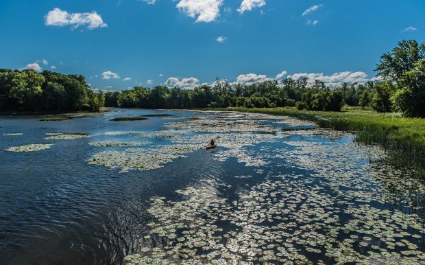 Photographie en couleur montrant une personne en kayak qui pagaie sur la rivière des Mille-Îles une journée d’été ensoleillée. Les berges et les arbres sont d’un beau vert forêt.