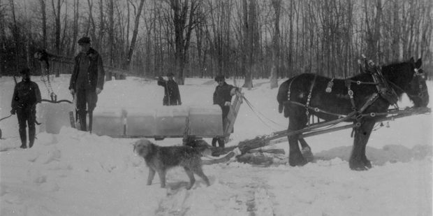 Photographie en noir et blanc de quatre  hommes sur une rivière glacée et enneigée découpant et chargeant des blocs de glace sur un traineau tiré par un cheval. Un chien est à l’avant-plan. 