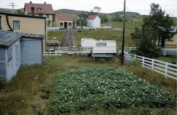 Carré de pommes de terre en fleurs dans une arrière-cour entourée d’une clôture blanche.