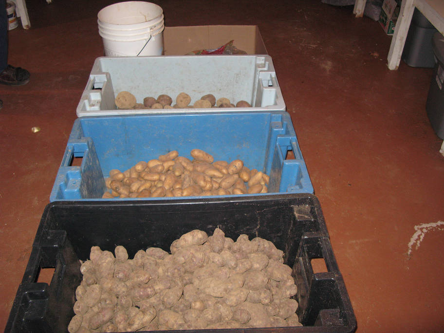 Trois grands bacs en plastique remplis de pommes de terre de différentes tailles.