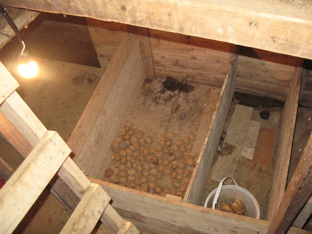 Vue de l’intérieur d’une cave à légumes à travers la trappe ouverte qui en permet l’accès, avec l’aide d’une échelle; les pommes de terre entreposées à la cave sont réparties dans trois enclos de bois et un seau blanc.