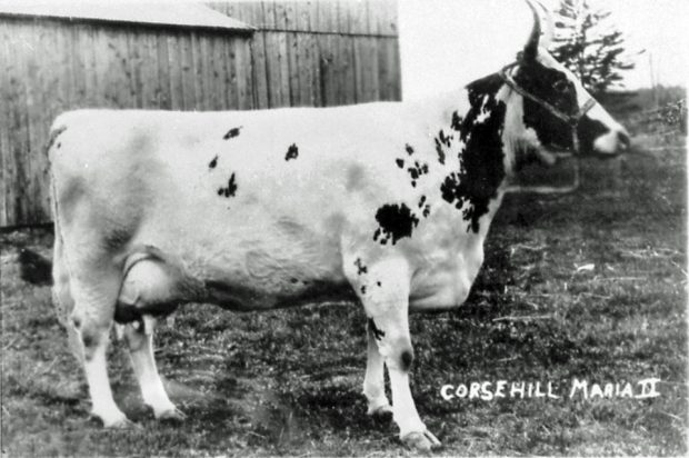 Photo en noir et blanc d’une grosse vache à cornes regardant vers la droite. L’inscription Corsehill Maria II apparaît dans l’angle inférieur gauche de la photo.