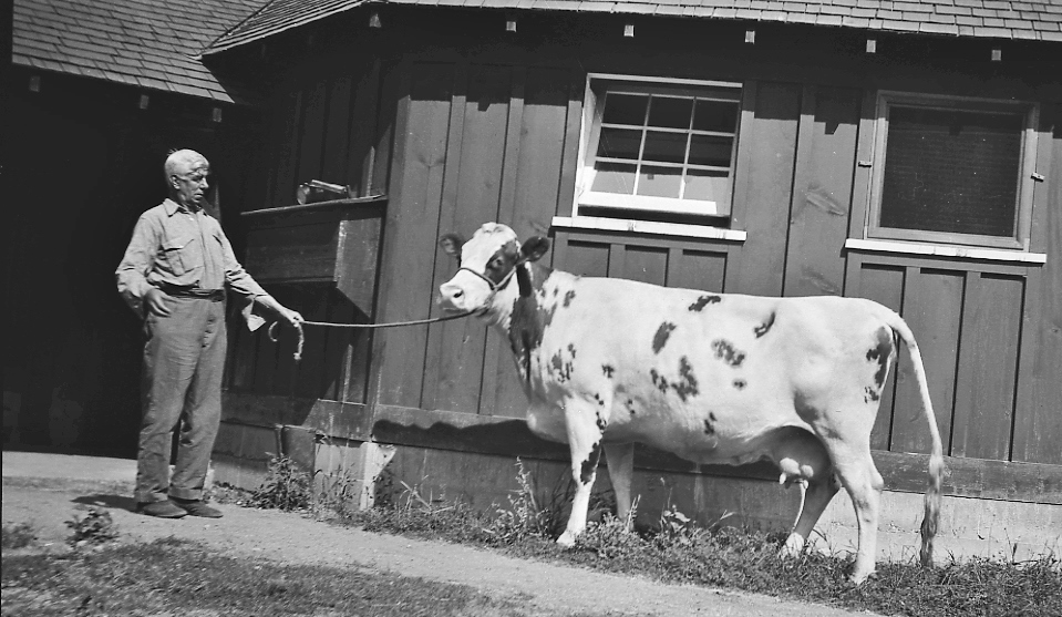 Photo en noir et blanc d’un homme à l’air surpris tenant une vache au bout d’une corde. On aperçoit un bâtiment en bois à l’arrière-plan.