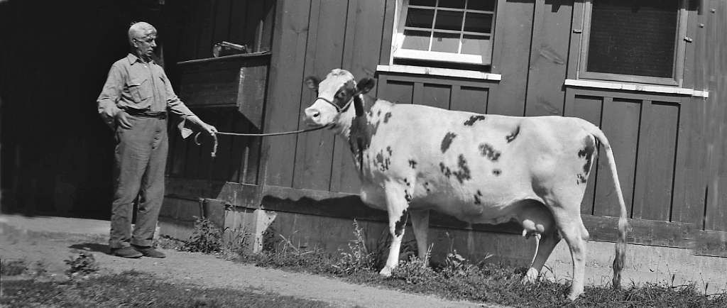 Photo en noir et blanc d’un homme à l’air surpris tenant une vache par la bride. Bâtiment en bois à l’arrière-plan.