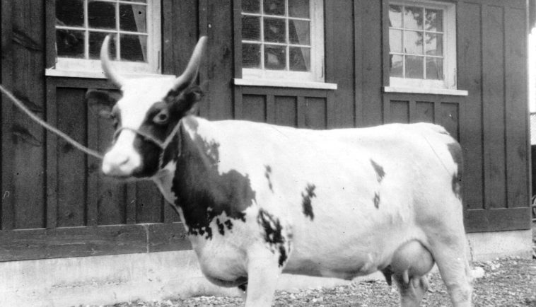 Photo en noir et blanc montrant une petite vache avec de grandes cornes et un édifice à l’arrière-plan.