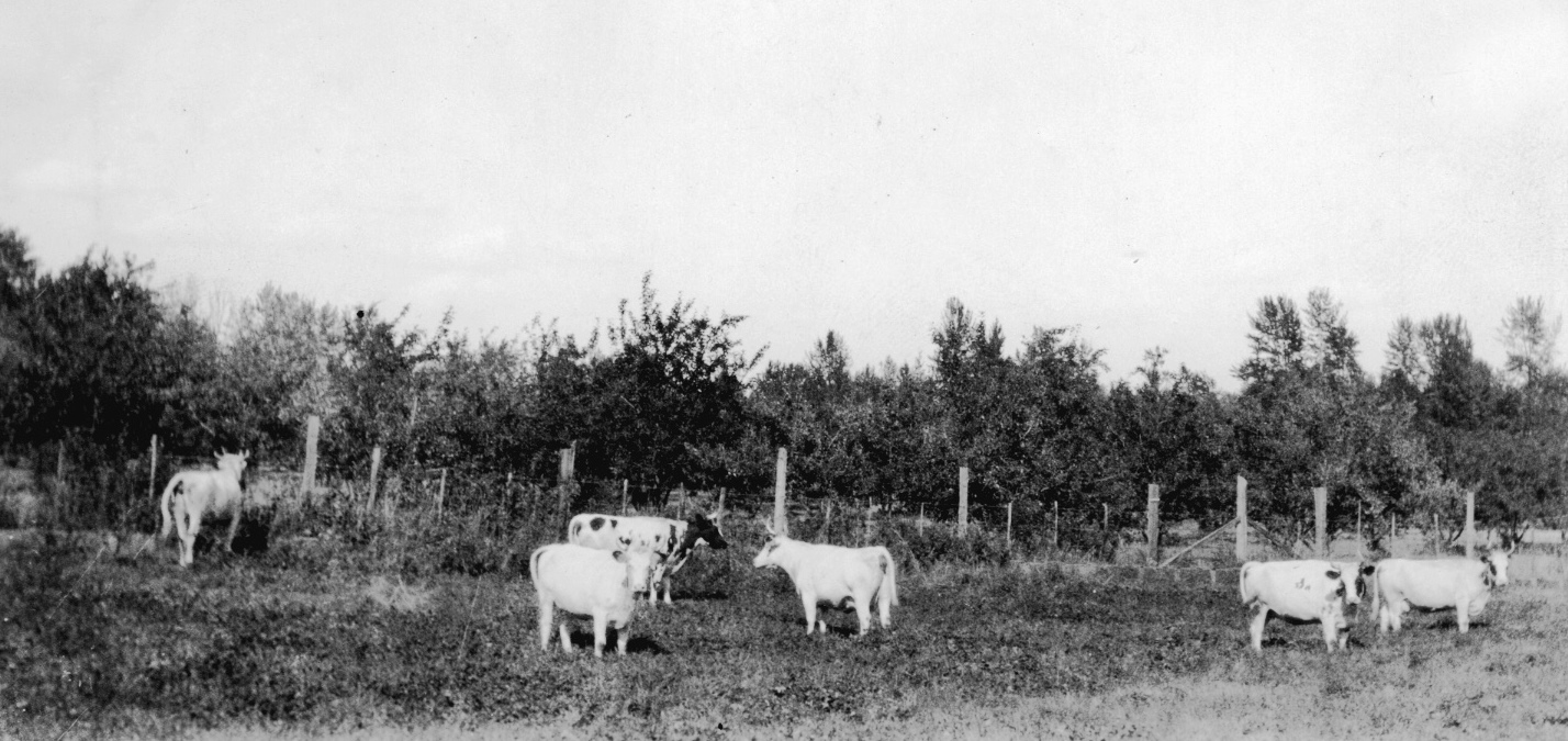 Photo en noir et blanc de six vaches dans un pré avec une clôture et un verger en arrière-plan.
