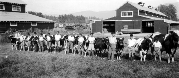 Photo en noir et blanc d’une rangée de garçons avec des vaches et deux étables à l’arrière-plan.