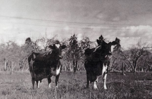 Photo en noir et blanc de deux vaches regardant devant elles avec intérêt.