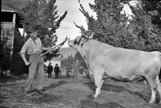 Photo en noir et blanc d’un homme tenant par son anneau nasal un taureau presque entièrement blanc.