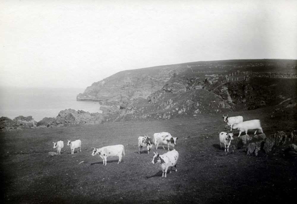 Photo en noir et blanc montrant neuf vaches sur une colline surplombant l’océan.