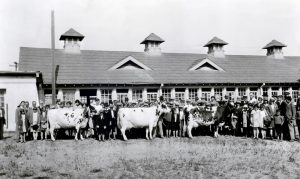 Photo en noir et blanc montrant une foule avec trois vaches. On aperçoit un bâtiment avec de nombreuses fenêtres et quatre tourelles de toit à l’arrière-plan.