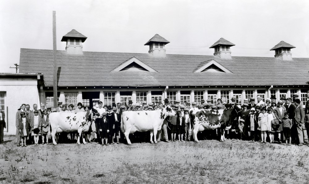 Photo en noir et blanc montrant une foule avec trois vaches. On aperçoit un bâtiment avec de nombreuses fenêtres et quatre tourelles de toit à l’arrière-plan.