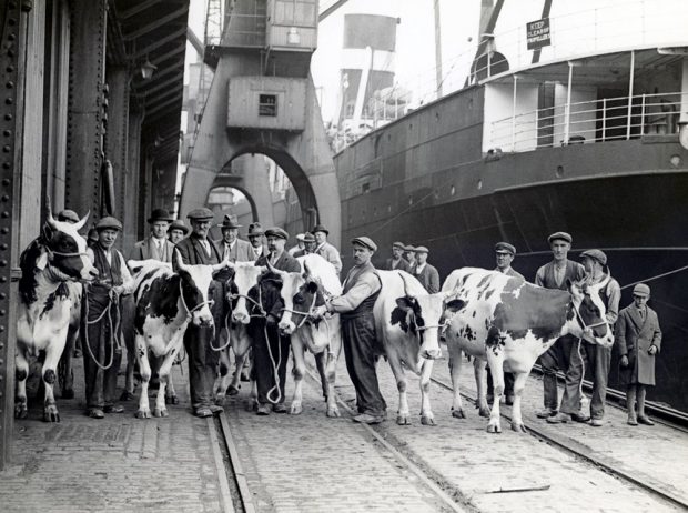 Photo en noir et blanc montrant dix-huit hommes et un garçon avec six vaches à cornes sur un quai. On voit des tirants métalliques au-dessus et un bateau sur la droite.