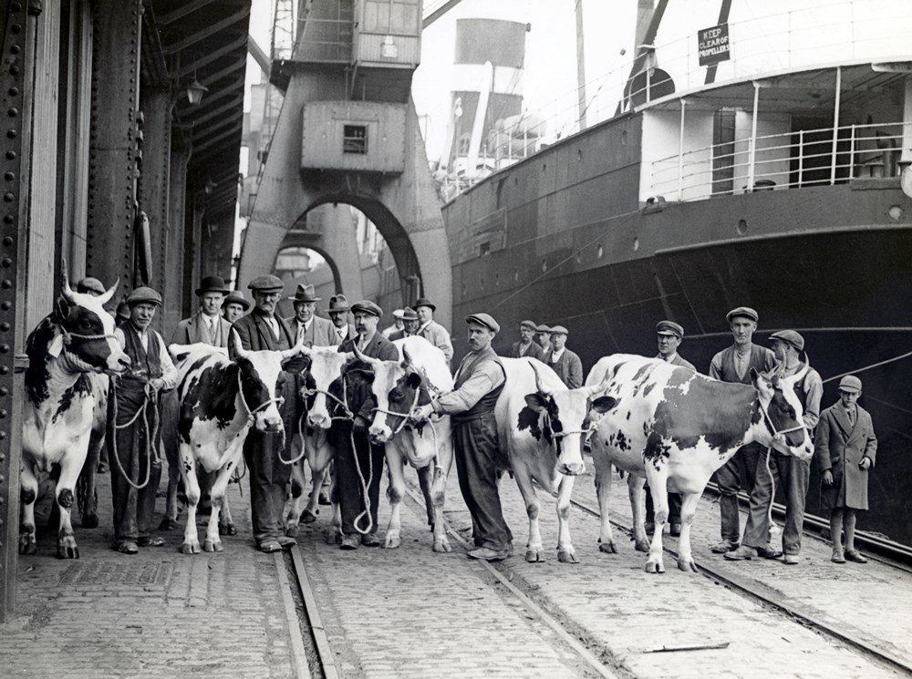 Photo en noir et blanc montrant dix-huit hommes et un garçon avec six vaches à cornes sur un quai. On voit des tirants métalliques au-dessus et un bateau sur la droite.