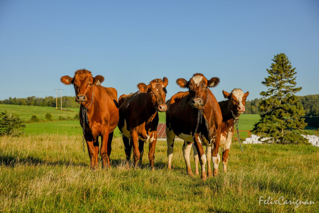 Photo en couleur de quatre vaches blanc et roux dans un pré.