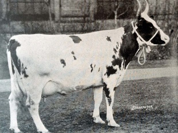 Photo en noir et blanc montrant une vache avec des cornes dressées et un collier.