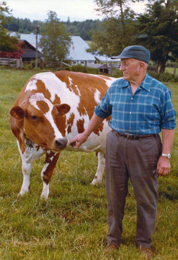 Photo en couleur d’un vieil homme debout près d’une vache blanc et roux.