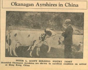 Photo sépia montrant une photo de journal avec un homme et une vache.