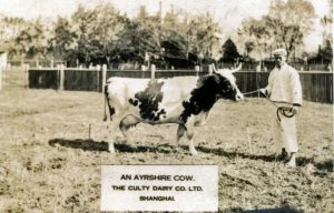 Photo sépia d’un homme tenant la corde d’une vache à cornes.