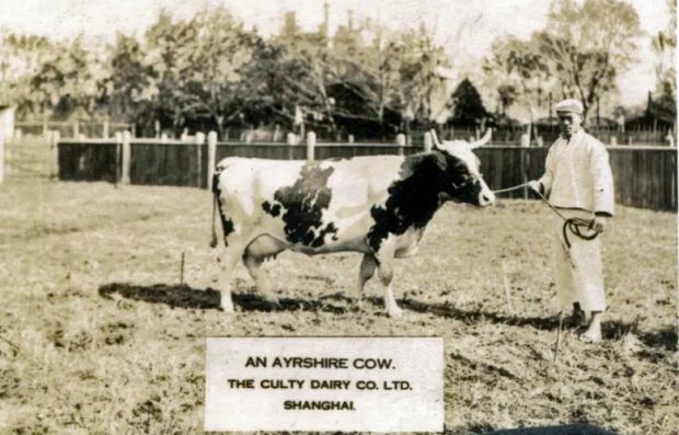 Photo sépia d’un homme tenant la corde d’une vache à cornes.