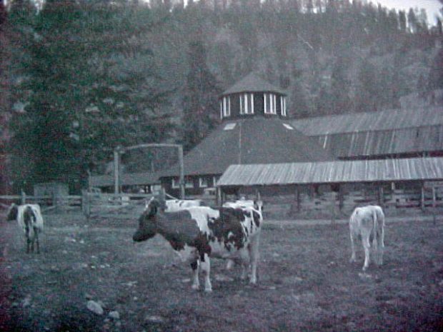 Photo en noir et blanc montrant cinq vaches et une étable octogonale avec des dépendances et des collines à l’arrière-plan.