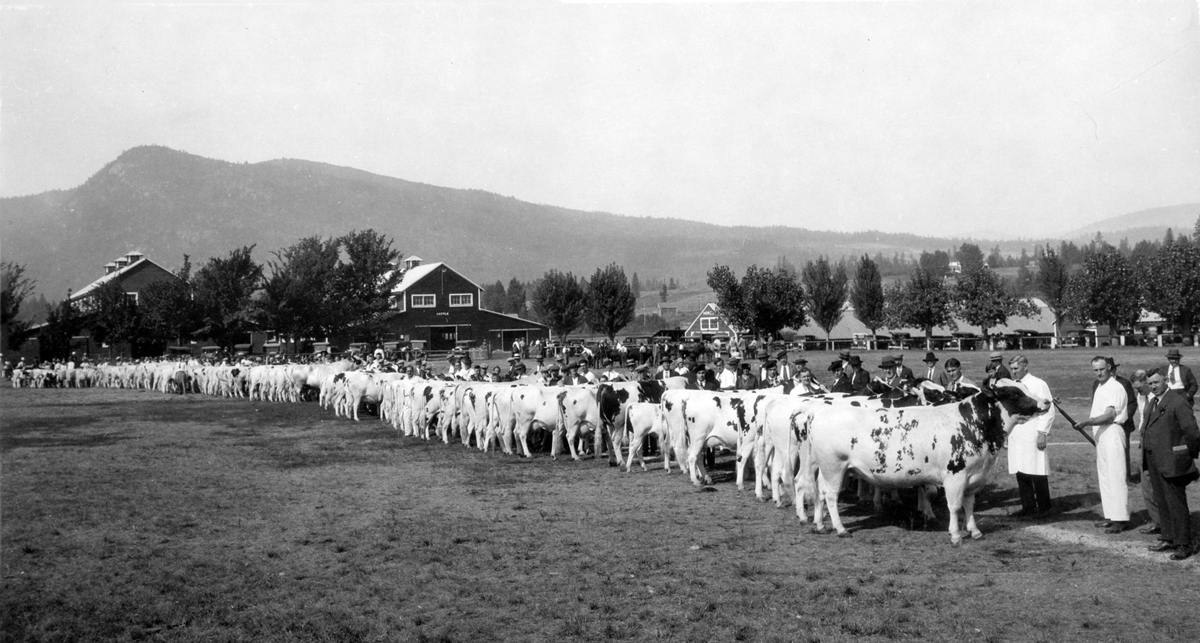 Photo en noir et blanc montrant une longue rangée de bétail dans un pré, chaque bête est tenue au collier par un homme. On aperçoit des étables et un corps de ferme à l’arrière-plan.