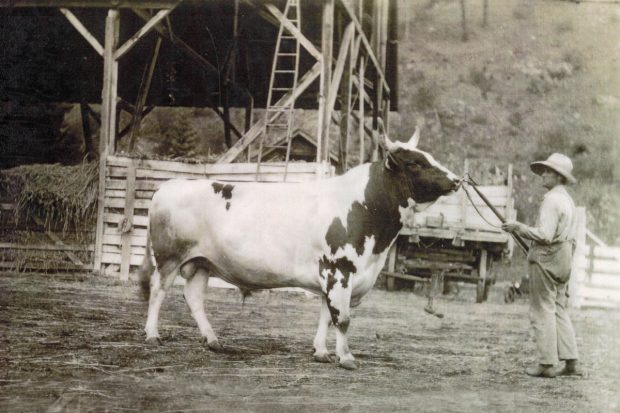 Photo en noir et blanc d’un homme retenant un grand taureau par son anneau nasal. On aperçoit une grange à foin à l’arrière-plan.