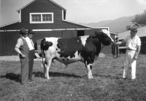 Photo en noir et blanc montrant trois hommes en train d’admirer un taureau noir et blanc devant une grange.
