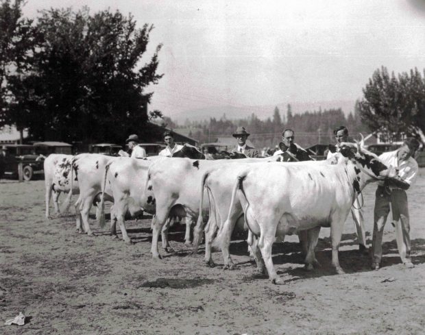 Photo en noir et blanc montrant une rangée de six vaches regardant ailleurs, chacune étant tenue par un homme.