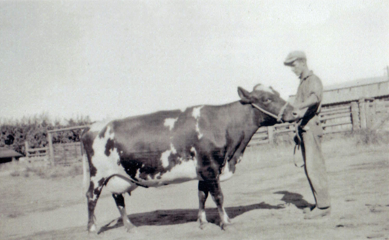 Photo en noir et blanc d'une grande vache laitière avec un pis plein. Un homme tient son collier.
