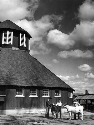 Photo en noir et blanc montrant trois garçons et deux veaux devant une étable octogonale.