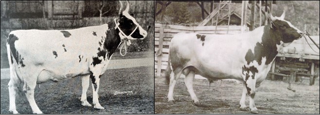 Série de photos en noir et blanc côte à côte montrant une vache et un taureau.