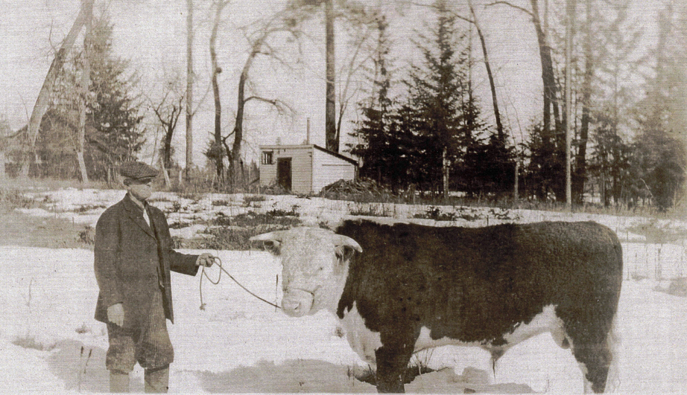 Photo en noir et blanc montrant un homme dans un paysage hivernal tenant un grand taureau au bout d’une corde.