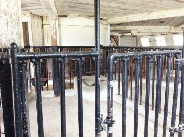 Photo en couleur montrant une barrière en fer noir et les côtés d’un enclos à bétail.