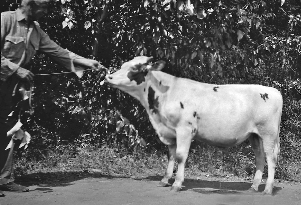 Photo en noir et blanc d’un jeune taureau. Un homme tient une corde fixée à l’anneau nasal du taureau.