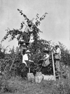 Photo en noir et blanc montrant deux hommes et deux femmes cueillant des pommes dans un arbre.