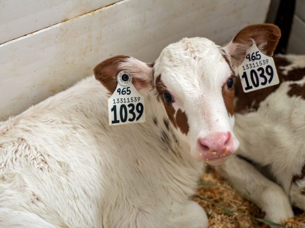 Photo en couleur montrant un veau blanc et brun avec une étiquette dans chaque oreille portant le numéro 1039.