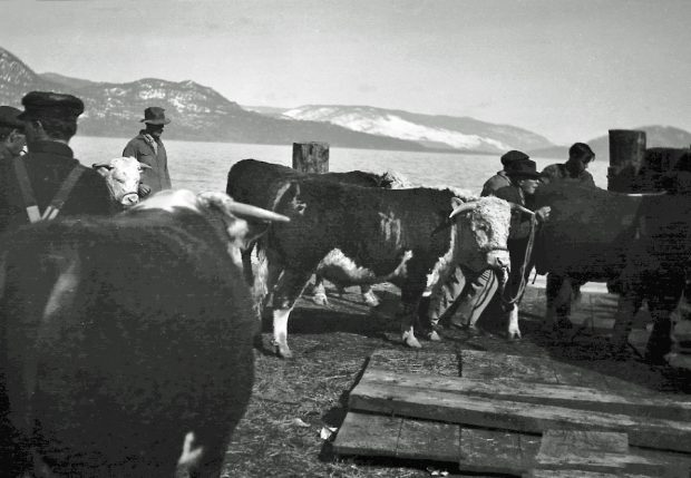 Photo en noir et blanc montrant des hommes chargeant cinq bêtes à cornes sur une grande barge. On voit un lac et des collines en arrière-plan.