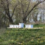 Apiculture sur les terres du port d’Oshawa