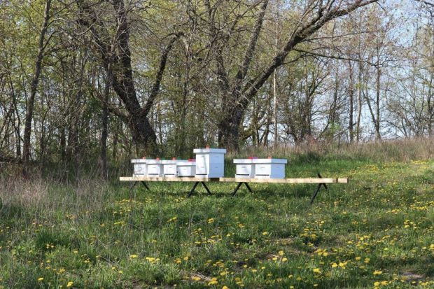 Sept ruches d'abeilles sont assises sur une longue table parmi l'herbe.