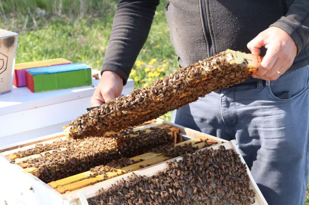 Photographie en couleur de deux mains tenant un rayon de miel couvert d'abeilles provenant de l'intérieur d'une ruche.