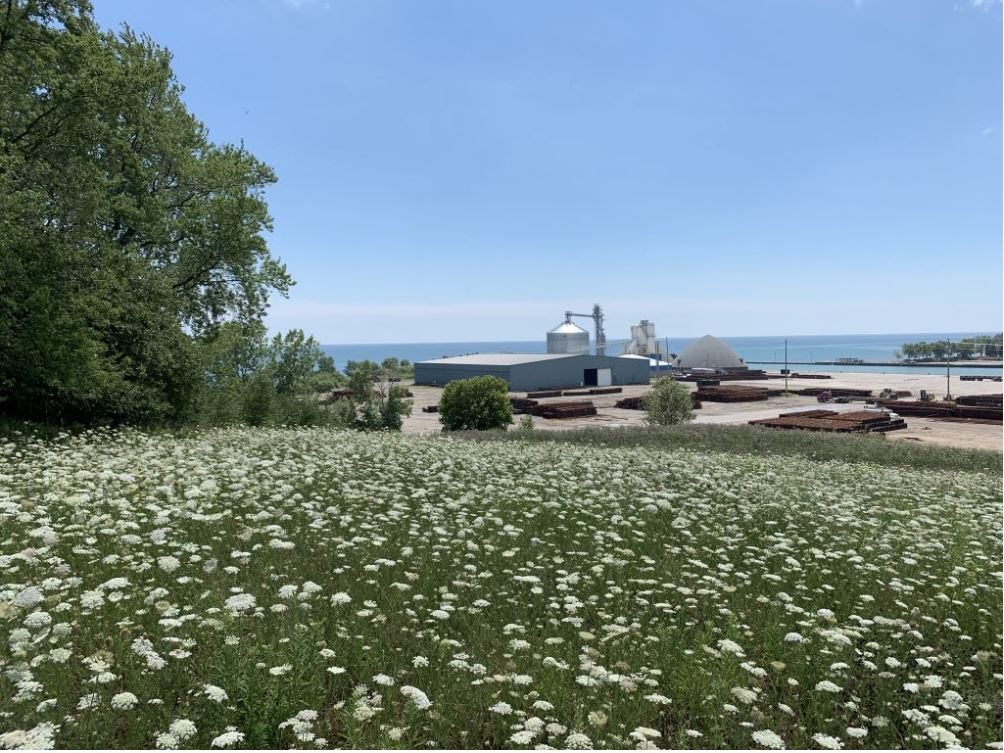 Photographie couleur d'un champ de fleurs blanches, regardant vers l'ouest vers les terres portuaires, une structure en forme de cône et divers bâtiments industriels sont à l'arrière-plan.