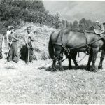 Récolte des foins à Standard Dairy, la ferme laitière des McKinnon vers 1940