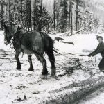 Joe Kozek débardant des grumes à l’aide de chevaux près de Twelve Mile vers 1950