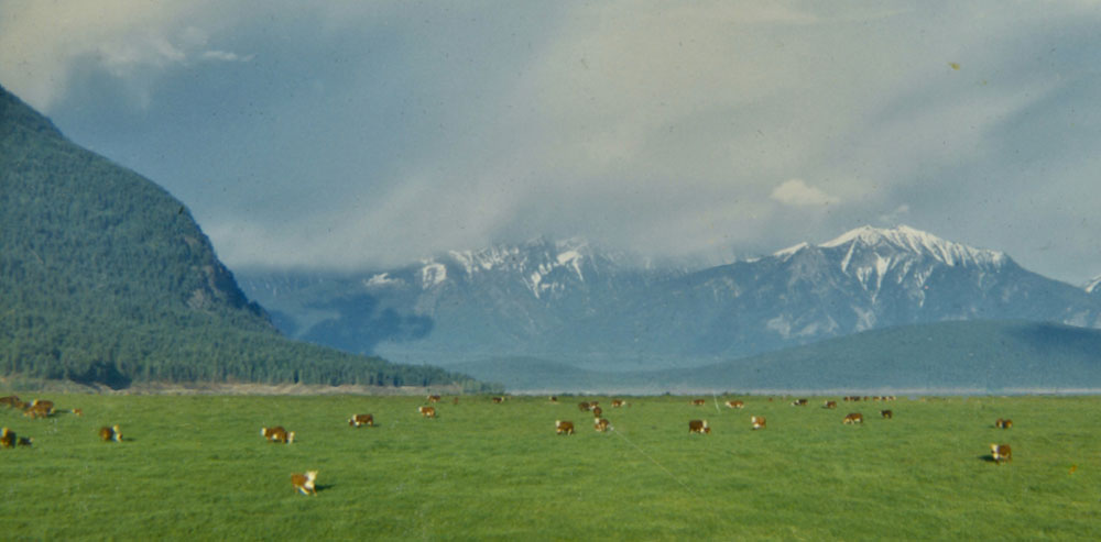 Photo d’un paysage coloré où des vaches sont dispersées dans un champ verdoyant avec des montagnes en arrière-plan.