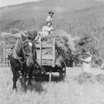 Famille Sheleski qui récolte les foins à Mount Cartier vers 1950