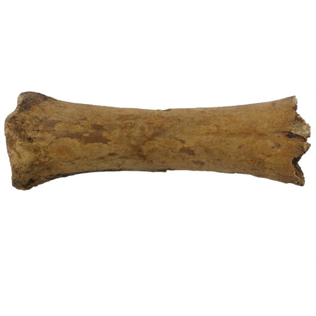 Extrémité d'un os de vache, provenant probablement d’une jambe.