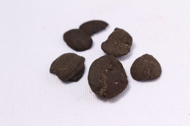 Six petits fragments de grains de maïs carbonisés, de couleur noire brunâtre. 